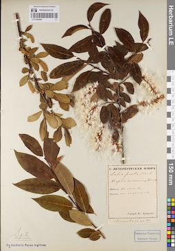 LE 01080466