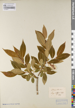 LE 01080474