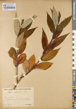 LE 01080491