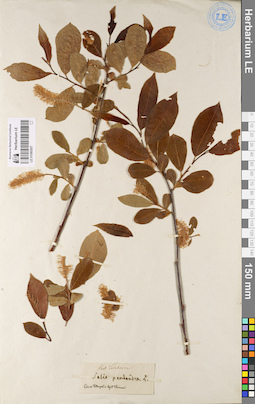LE 01080507
