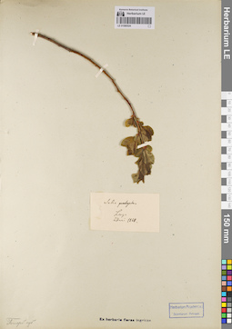 LE 01080524