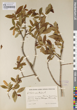 LE 01080531