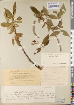 LE 01080557