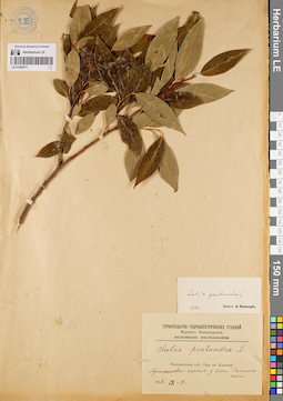 LE 01080571