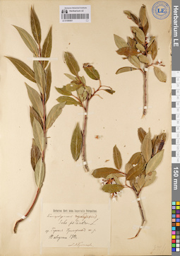 LE 01080601