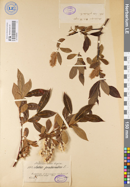 LE 01080606