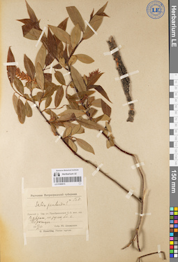 LE 01080615