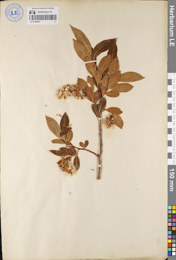 LE 01080627
