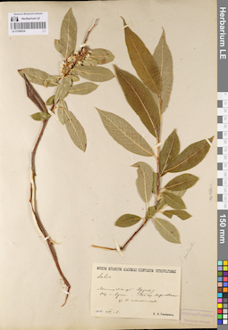 LE 01080634