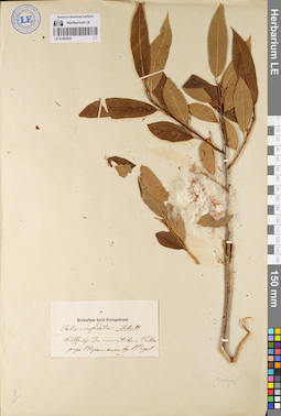LE 01080655
