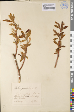 LE 01080681
