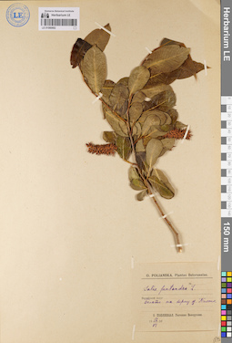 LE 01080682