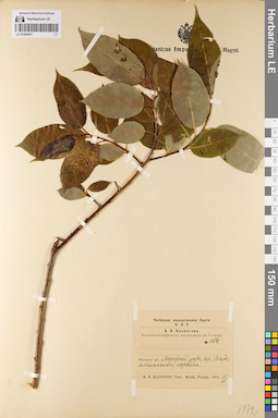 LE 01080687