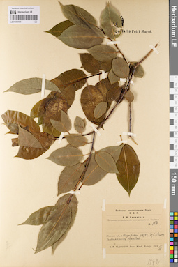 LE 01080688