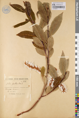 LE 01080704