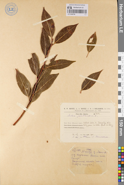 LE 01080706