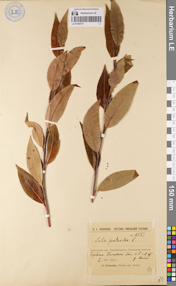 LE 01080707