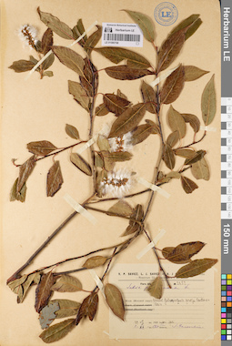 LE 01080708