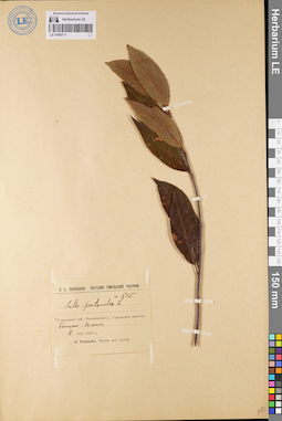 LE 01080711