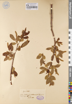 LE 01080738