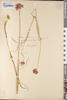 LE 01080781