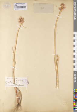 LE 01080798