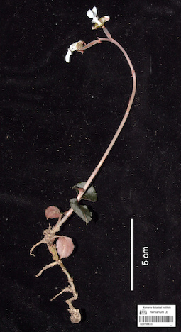 LE 01088337