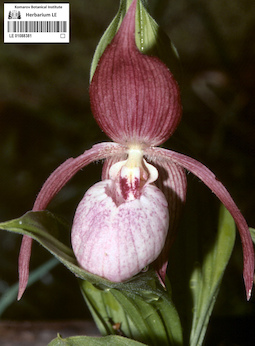 LE 01088381