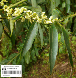 LE 01093201