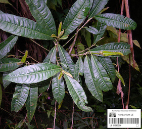 LE 01093206