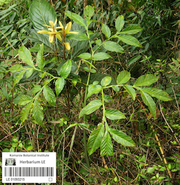 LE 01093215