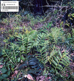 LE 01088506