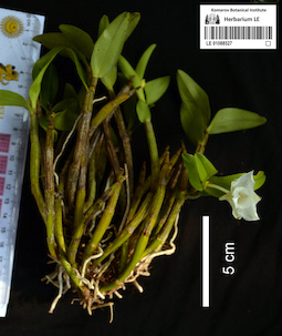 LE 01088527