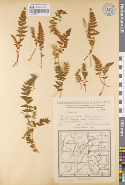 LE 01080908