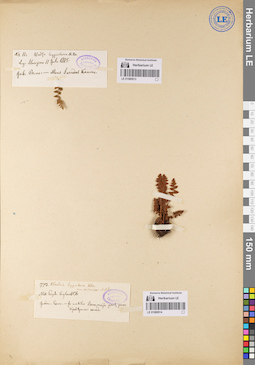 LE 01080913