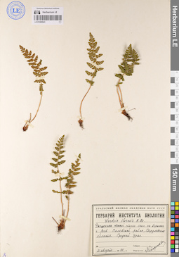 LE 01080943