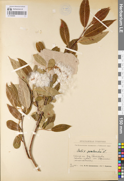 LE 01080969