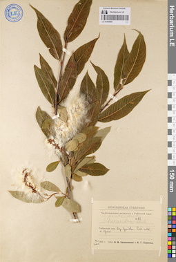 LE 01080996