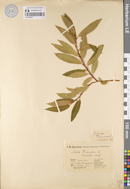 LE 01086017