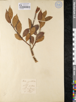 LE 01086038
