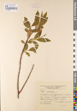 LE 01086062