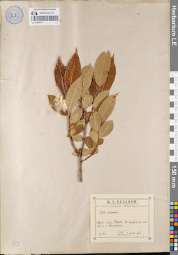 LE 01086070