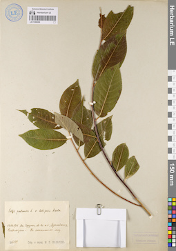 LE 01086086
