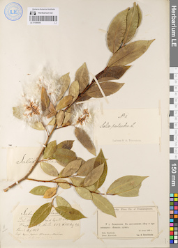 LE 01086095