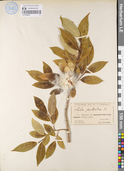 LE 01086096
