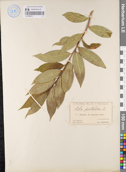LE 01086101