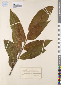 LE 01086121