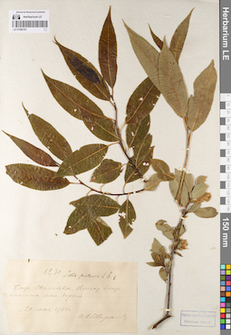 LE 01086181