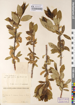 LE 01086191