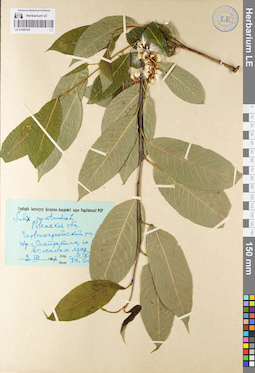 LE 01086195